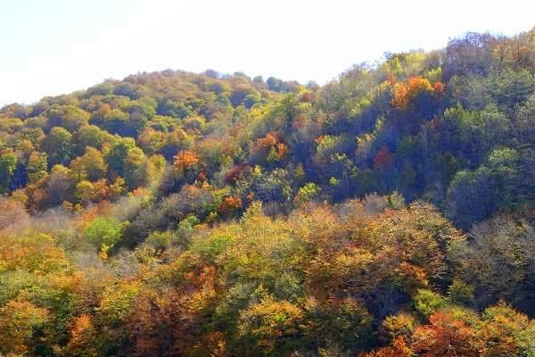 Dumanlı Yaylası'nda renk cümbüşü