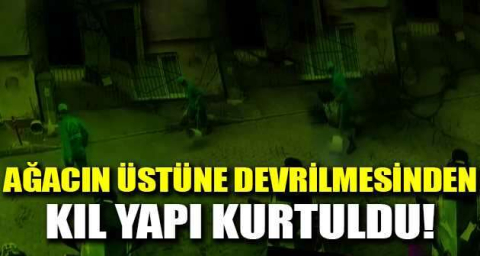 Ağacın üstüne devrilmesinden kıl yapı kurtuldu