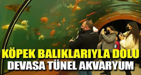 Köpek balıklarıyla dolu devasa tünel akvaryum