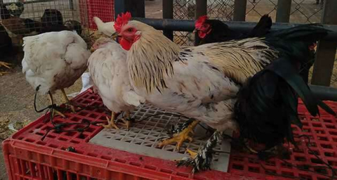 Köy tavuğu satışları patladı