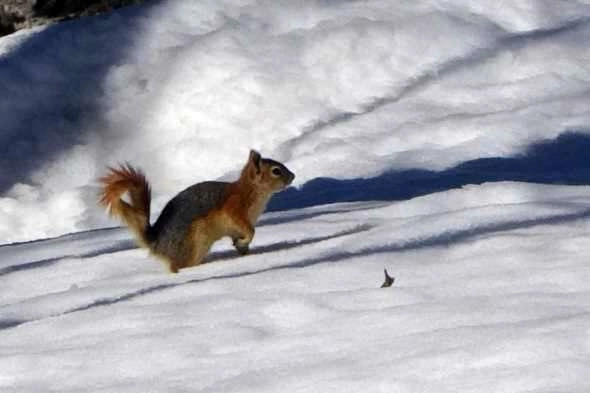 Yüksekova'nın meşhur sincapları bölgeye renk katıyor