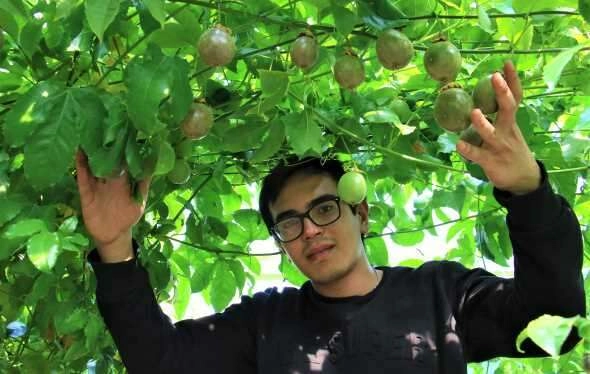 Bir fidanı 10 yıl meyve veriyor, kilosu 100 TL'den satılıyor