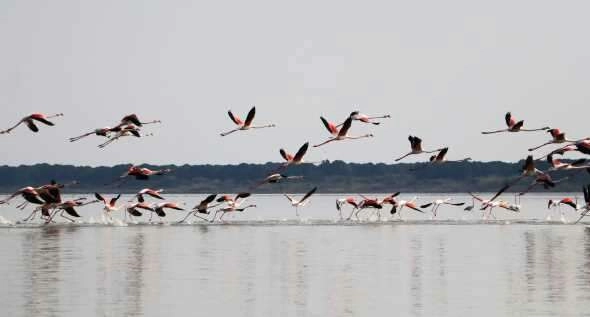 Flamingoların görsel şöleni