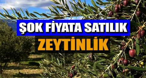Balıkesir Edremit Avcılar Köyü'nde zeytinlik mahkemeden satılıktır (çoklu satış)