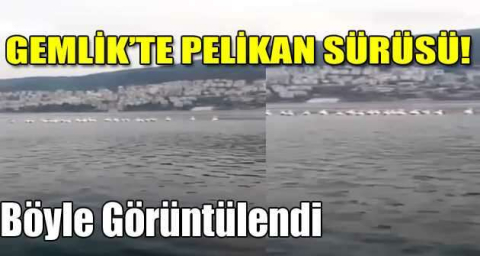 Bursa'da pelikan sürüsü kameralara yansıdı