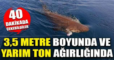 3,5 metre boyunda ve yarım ton ağırlığında...