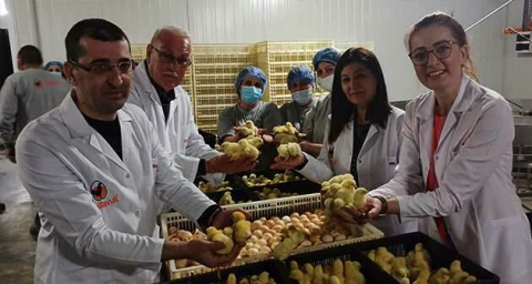 Türk civcivi Gürcistan’dan dünyaya yayılıyor