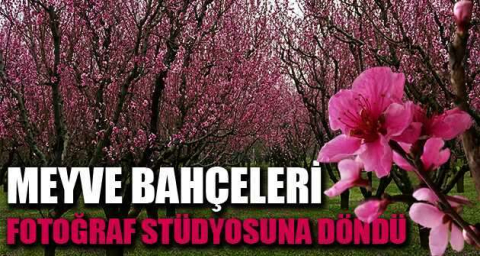 Meyve bahçeleri fotoğraf stüdyosuna döndü