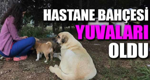 Hastane bahçesi yuvaları oldu