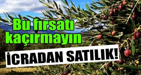 İzmir Tire'de 11.963 m² zeytinlik icradan satılıktır (1/3 hisse)