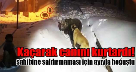 Sahibine saldırmaması için ayıyla boğuştu