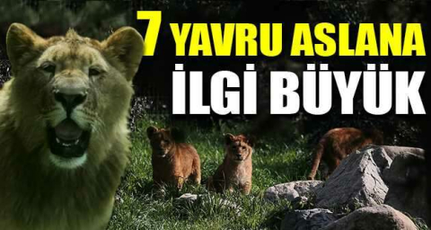 7 yavru aslana ilgi büyük