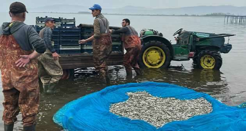 İznik Gölü’nde gümüş balığı sezonu açıldı