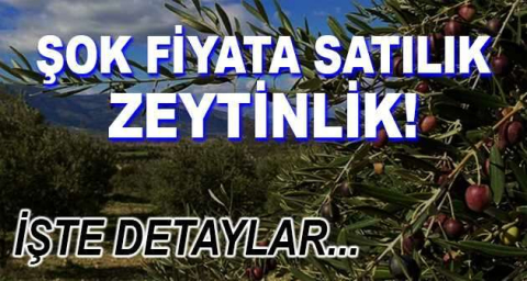 Mersin Mezitli'de 14.640 m² zeytinlik mahkemeden satılıktır