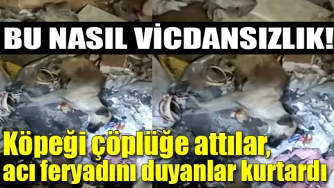 Bursa'da köpeği çöplüğe attılar, acı feryadını duyanlar kurtardı