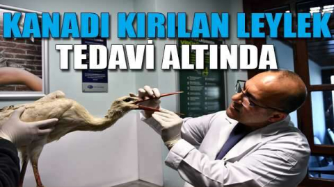 Kanadı kırılan leylek tedavi altında