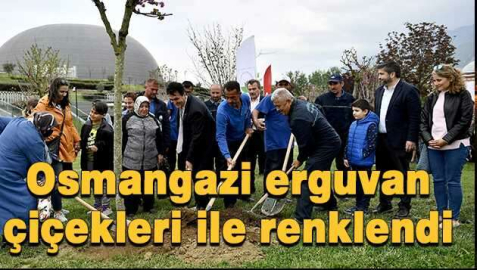 Osmangazi’de erguvan vakti
