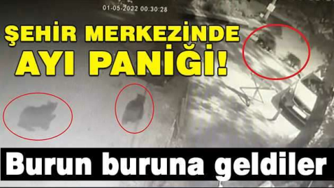 Bursa şehir merkezinde ayı paniği: Burun buruna geldiler
