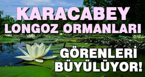 Baharla birlikte Karacabey Longozu büyülüyor