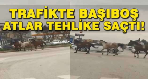 Başıboş atlar karayolunda kazaya davetiye çıkardı