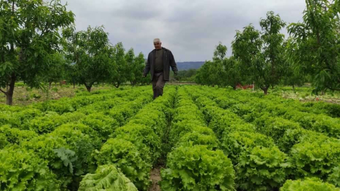 Üretici ucuz sebze isteyen tüketiciyi tarlaya davet etti