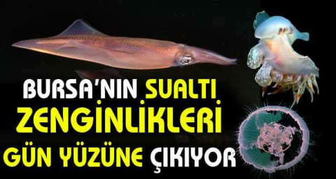 Bursa’nın sualtı zenginlikleri gün yüzüne çıkıyor