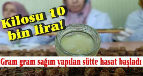 Kilosu 10 bin liradan satılıyor...Siparişlere yetişemiyor