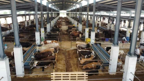 Hayvan pazarının kotra kiralamaları yapıldı