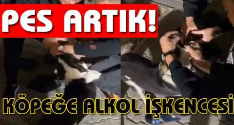 Köpeğe alkol işkencesi