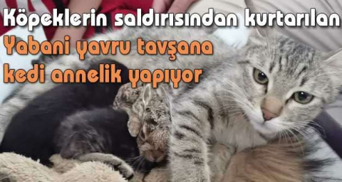 Köpeklerin saldırısından kurtarılan yabani yavru tavşana kedi annelik yapıyor