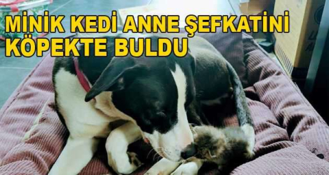 Annesinin terk ettiği kediye köpek sahip çıktı