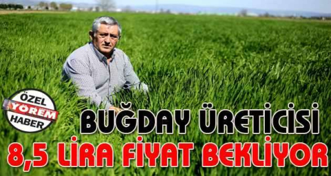 Buğday üreticisi  8,5 lira fiyat bekliyor