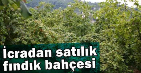 Ordu Altınordu'da icradan satılık fındık bahçesi ve kargir bina