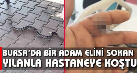 Bursa’da bir adam elini sokan yılanla hastaneye koştu