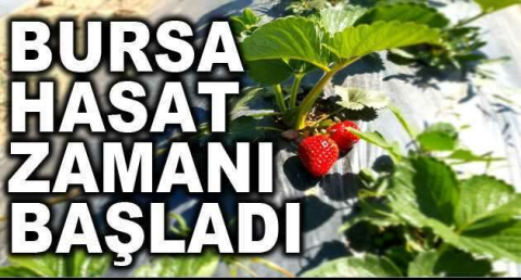 Bursa’da çilek hasadı başladı