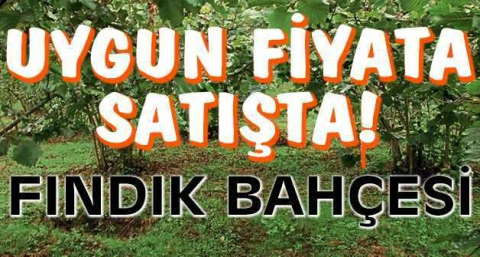 Giresun Merkez'de 19858 m² fındık bahçesi mahkemeden satılıktır