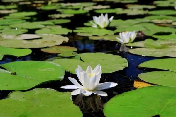 Karacabey Longoz Ormanları