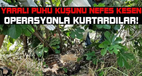 Yaralı puhu kuşunu nefes kesen operasyonla kurtardılar