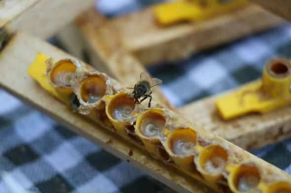 Servet değerinde: Gramı 15, kilosu 15 bin TL