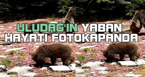 Uludağ'ın yaban hayatı fotokapanda