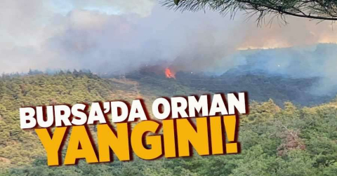Bursa'da orman yangını