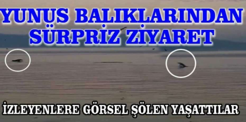 Bursa'da yunus balıklarının şovu kameralarda