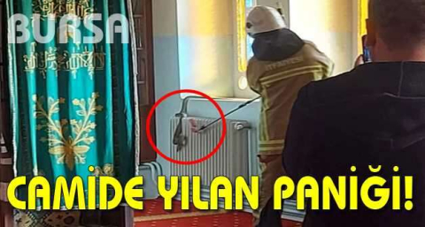 Camide yılan paniği
