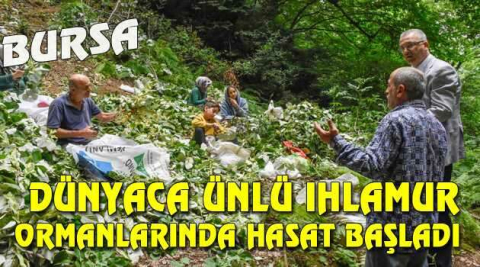 Bursa'nın dünyaca ünlü ıhlamur ormanlarında hasat başladı