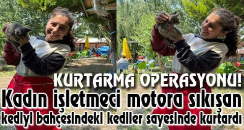 Kadın işletmeci motora sıkışan kediyi bahçesindeki kediler sayesinde kurtardı
