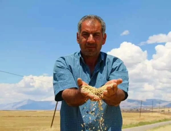 Tunceli’de hasadına başlanan arpa, çiftçinin yüzünü güldürdü