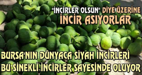Bursa'nın dünyaca siyah incirleri bu sinekli incirler sayesinde oluyor