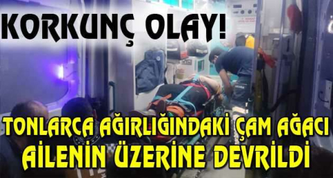 Tonlarca ağırlığındaki çam ağacı ailenin üzerine devrildi