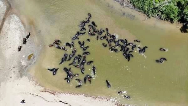 Muş’ta Afrika’yı andıran görüntüler