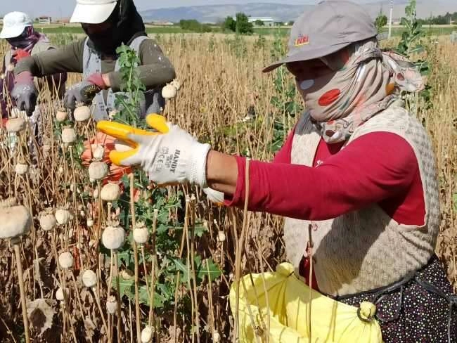 Afyonkarahisar’da haşhaş hasadı başladı